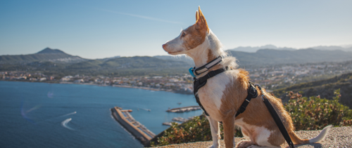 How to move your cat or dog to Spain from the UK